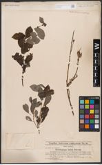 Foto von Salix aurita L.
